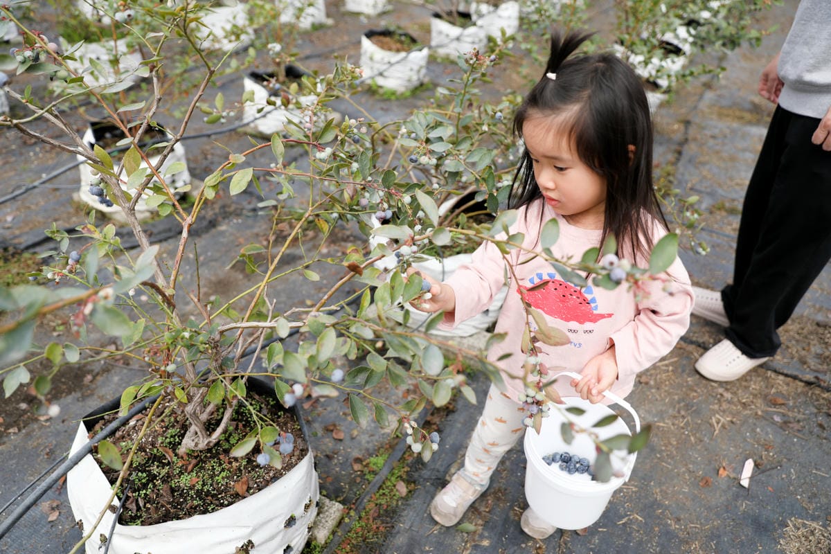 台中呼密·藍莓農場 採藍莓.採草莓.採黑莓.採蔓越莓 台中親子採果景點推薦!