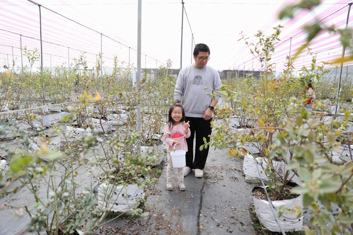 台中呼密·藍莓農場 採藍莓.採草莓.採黑莓.採蔓越莓 台中親子採果景點推薦!