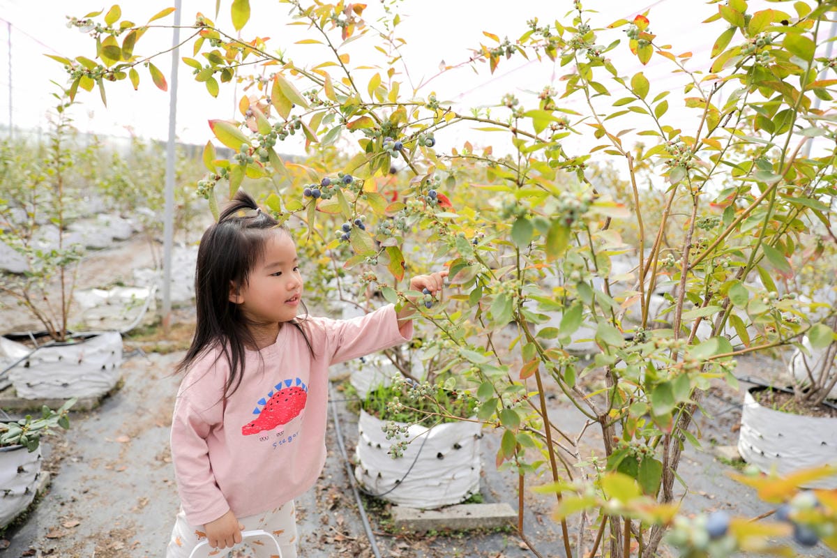 台中呼密·藍莓農場 採藍莓.採草莓.採黑莓.採蔓越莓 台中親子採果景點推薦!