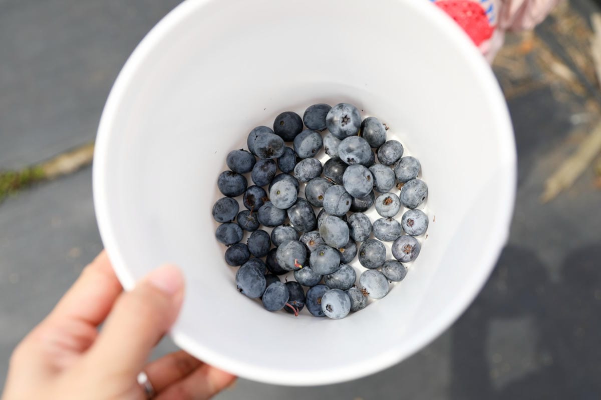 台中呼密·藍莓農場 採藍莓.採草莓.採黑莓.採蔓越莓 台中親子採果景點推薦!