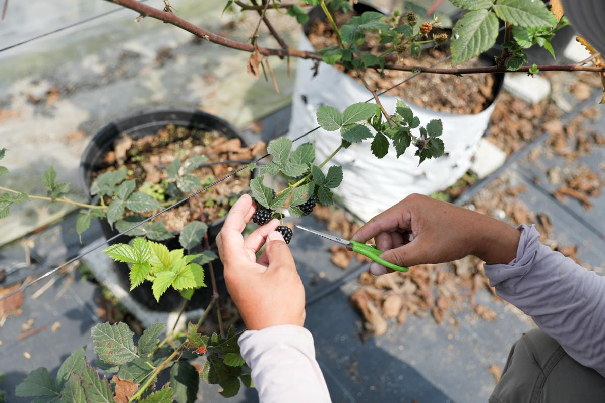 台中呼密·藍莓農場 採藍莓.採草莓.採黑莓.採蔓越莓 台中親子採果景點推薦!