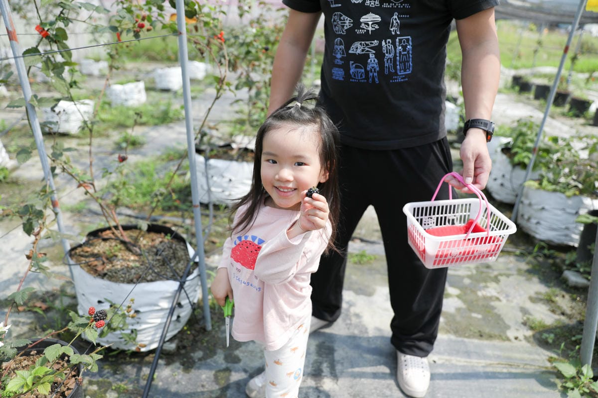 台中呼密·藍莓農場 採藍莓.採草莓.採黑莓.採蔓越莓 台中親子採果景點推薦!
