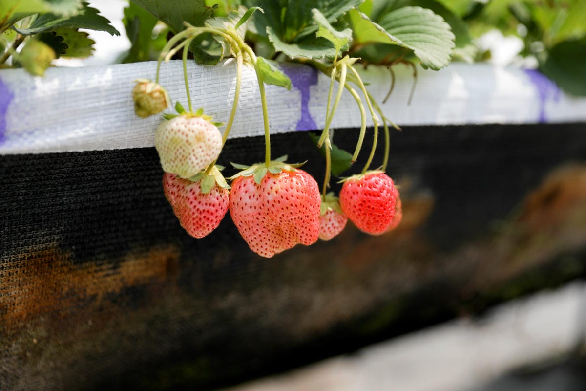 台中呼密·藍莓農場 採藍莓.採草莓.採黑莓.採蔓越莓 台中親子採果景點推薦!