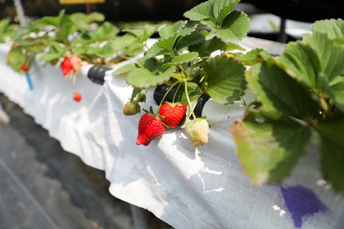 台中呼密·藍莓農場 採藍莓.採草莓.採黑莓.採蔓越莓 台中親子採果景點推薦!