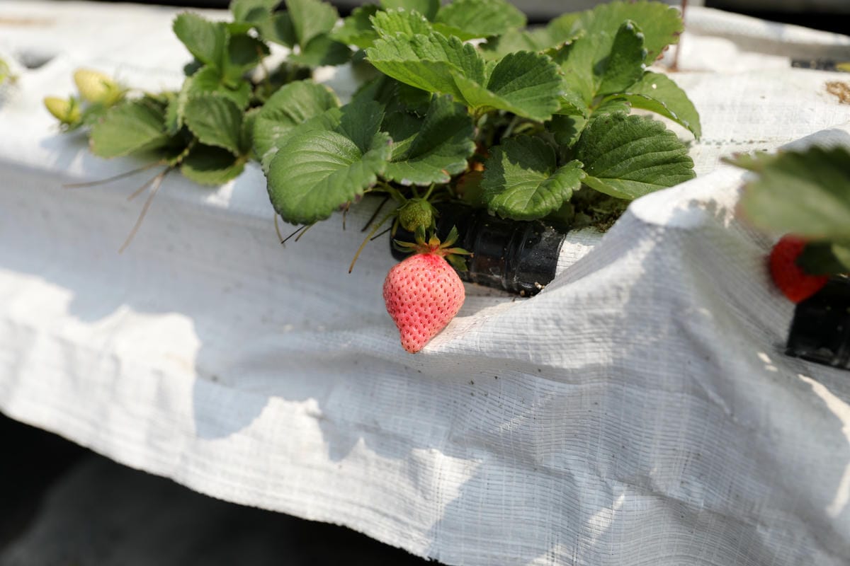 台中呼密·藍莓農場 採藍莓.採草莓.採黑莓.採蔓越莓 台中親子採果景點推薦!