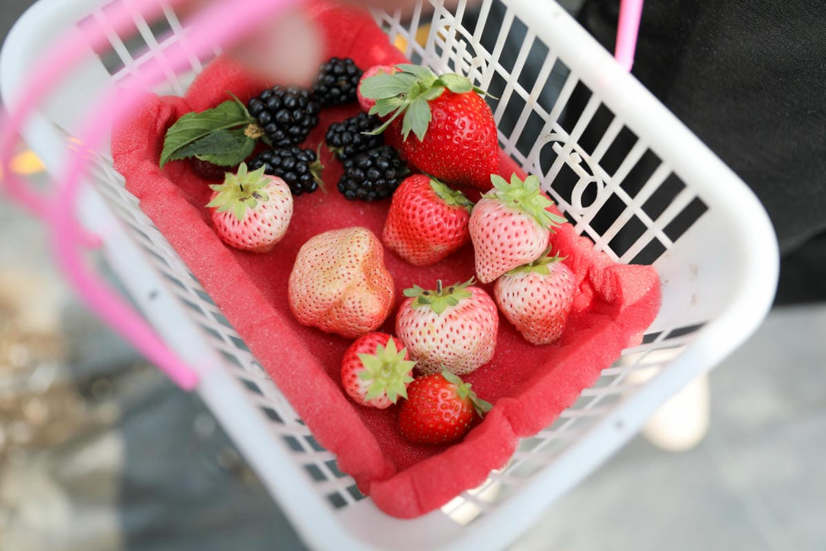 台中呼密·藍莓農場 採藍莓.採草莓.採黑莓.採蔓越莓 台中親子採果景點推薦!