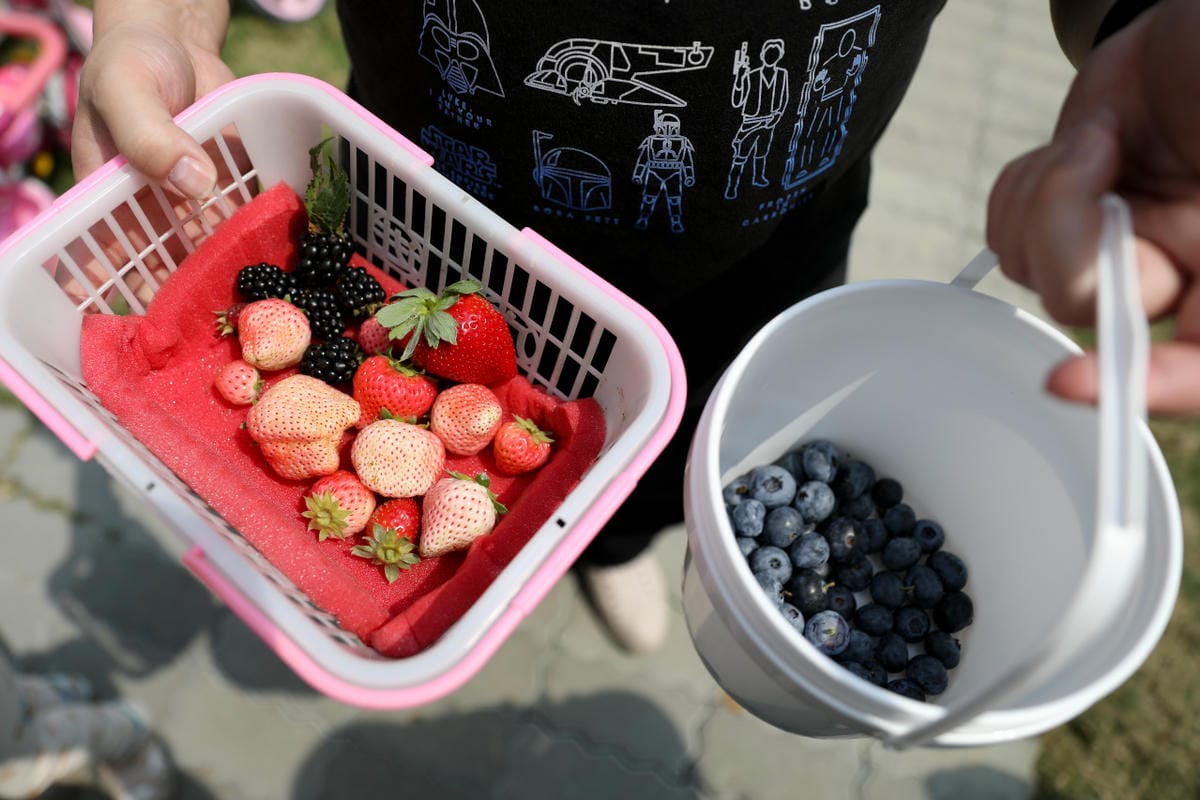 台中呼密·藍莓農場 採藍莓.採草莓.採黑莓.採蔓越莓 台中親子採果景點推薦!