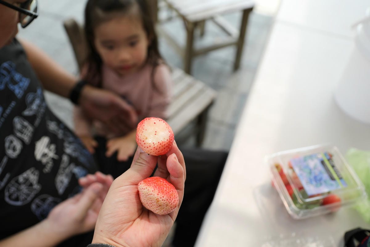 台中呼密·藍莓農場 採藍莓.採草莓.採黑莓.採蔓越莓 台中親子採果景點推薦!