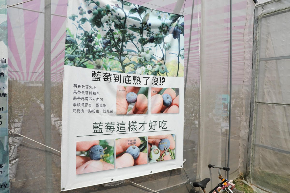 台中呼密·藍莓農場 採藍莓.採草莓.採黑莓.採蔓越莓 台中親子採果景點推薦!