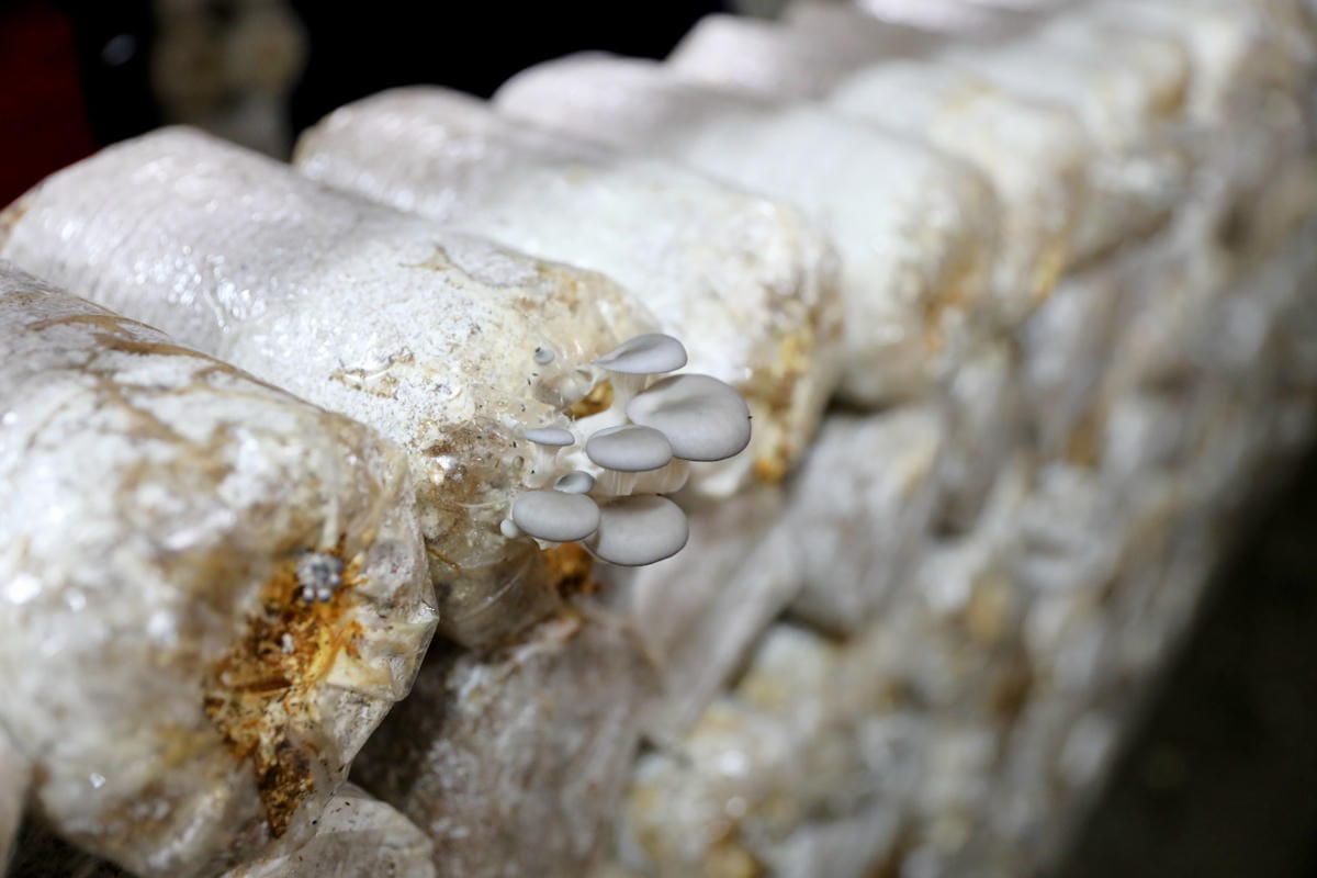 南投親子景點推薦! 豐年靈芝菇類生態農場 埔里親子採菇趣.披薩DIY.公仔彩繪 - 第27張圖 南投親子景點推薦! 豐年靈芝菇類生態農場 埔里親子採菇趣.披薩DIY.公仔彩繪