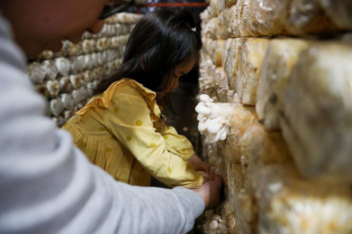 南投親子景點推薦! 豐年靈芝菇類生態農場 埔里親子採菇趣.披薩DIY.公仔彩繪 - 第35張圖 南投親子景點推薦! 豐年靈芝菇類生態農場 埔里親子採菇趣.披薩DIY.公仔彩繪