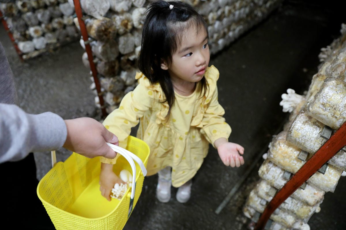 南投親子景點推薦! 豐年靈芝菇類生態農場 埔里親子採菇趣.披薩DIY.公仔彩繪 - 第36張圖 南投親子景點推薦! 豐年靈芝菇類生態農場 埔里親子採菇趣.披薩DIY.公仔彩繪