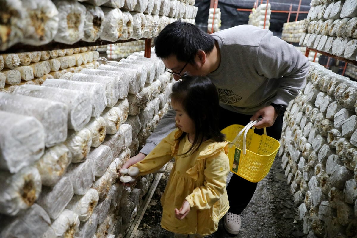 南投親子景點推薦! 豐年靈芝菇類生態農場 埔里親子採菇趣.披薩DIY.公仔彩繪 - 第33張圖 南投親子景點推薦! 豐年靈芝菇類生態農場 埔里親子採菇趣.披薩DIY.公仔彩繪