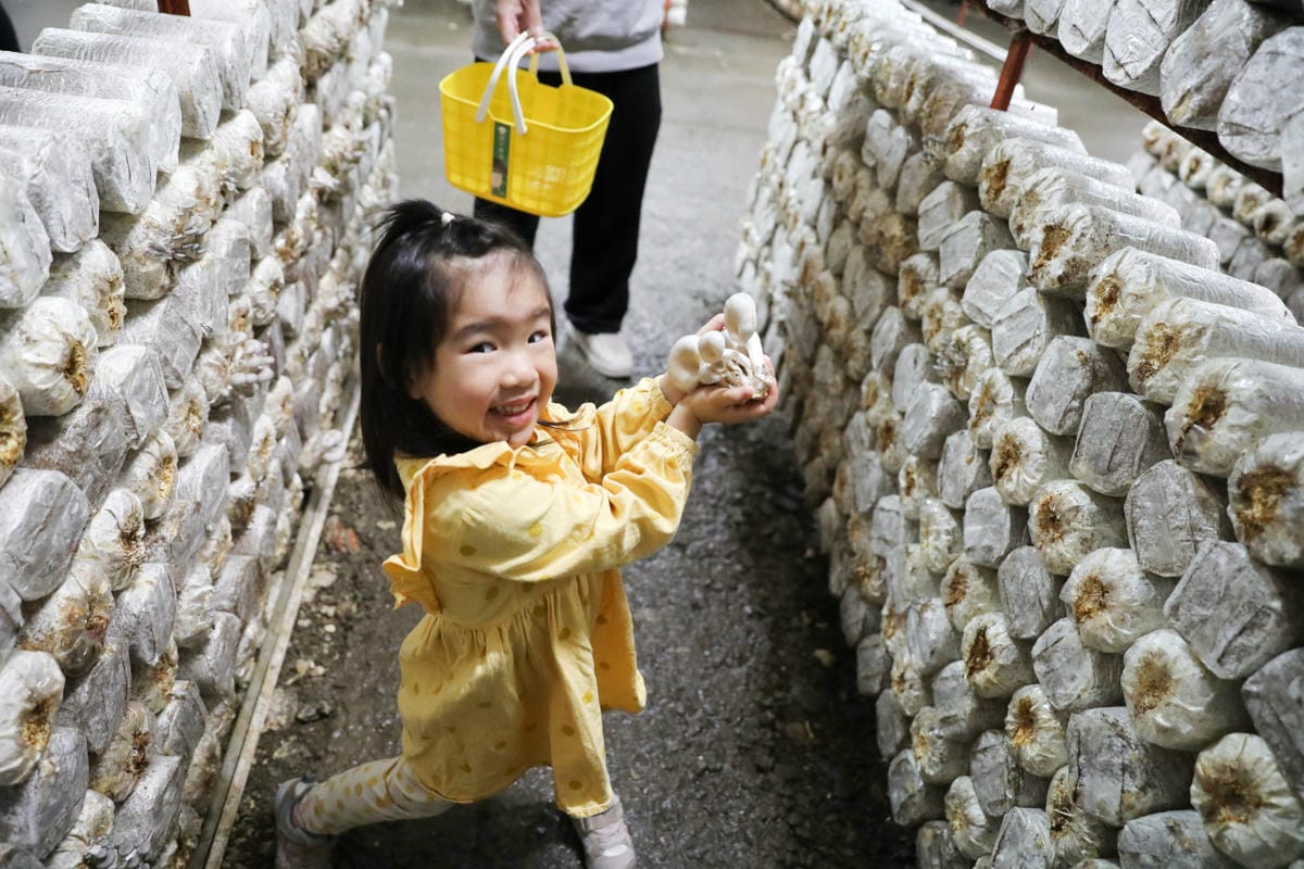 南投親子景點推薦! 豐年靈芝菇類生態農場 埔里親子採菇趣.披薩DIY.公仔彩繪 - 第34張圖 南投親子景點推薦! 豐年靈芝菇類生態農場 埔里親子採菇趣.披薩DIY.公仔彩繪