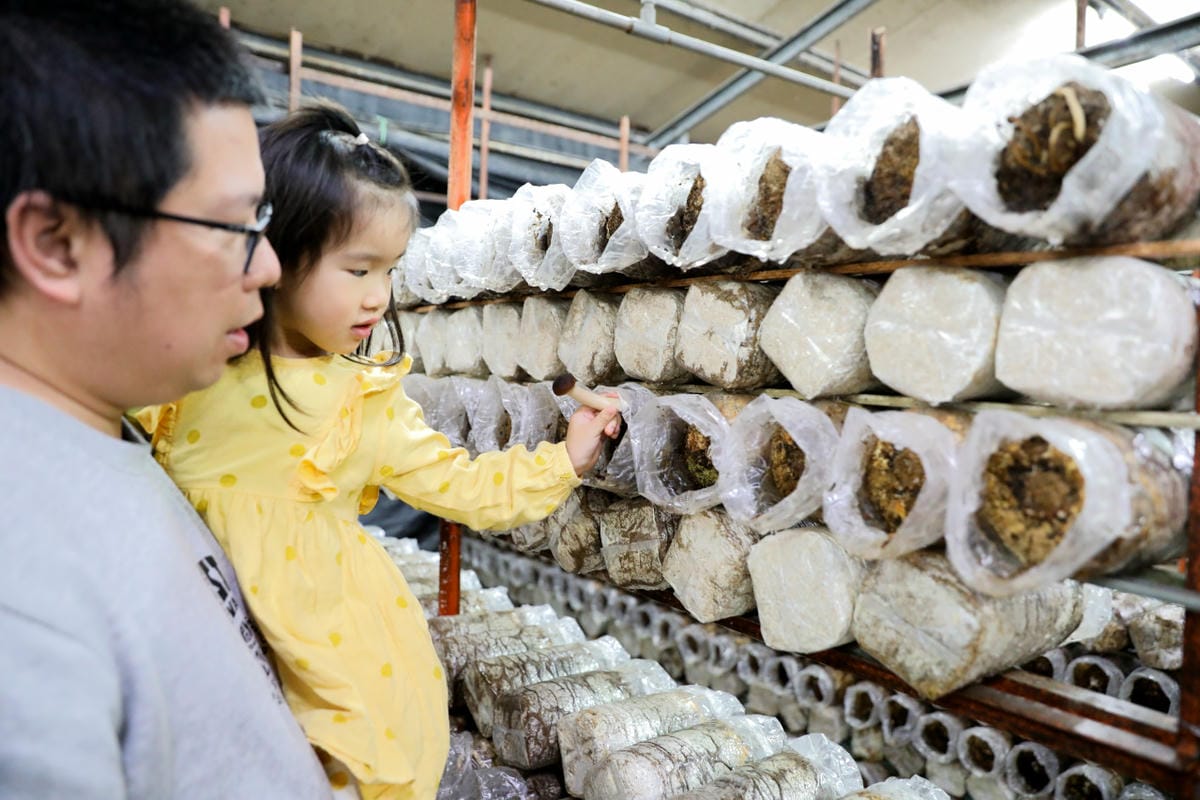 南投親子景點推薦! 豐年靈芝菇類生態農場 埔里親子採菇趣.披薩DIY.公仔彩繪 - 第24張圖 南投親子景點推薦! 豐年靈芝菇類生態農場 埔里親子採菇趣.披薩DIY.公仔彩繪