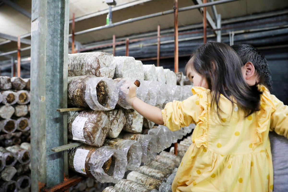 南投親子景點推薦! 豐年靈芝菇類生態農場 埔里親子採菇趣.披薩DIY.公仔彩繪 - 第25張圖 南投親子景點推薦! 豐年靈芝菇類生態農場 埔里親子採菇趣.披薩DIY.公仔彩繪