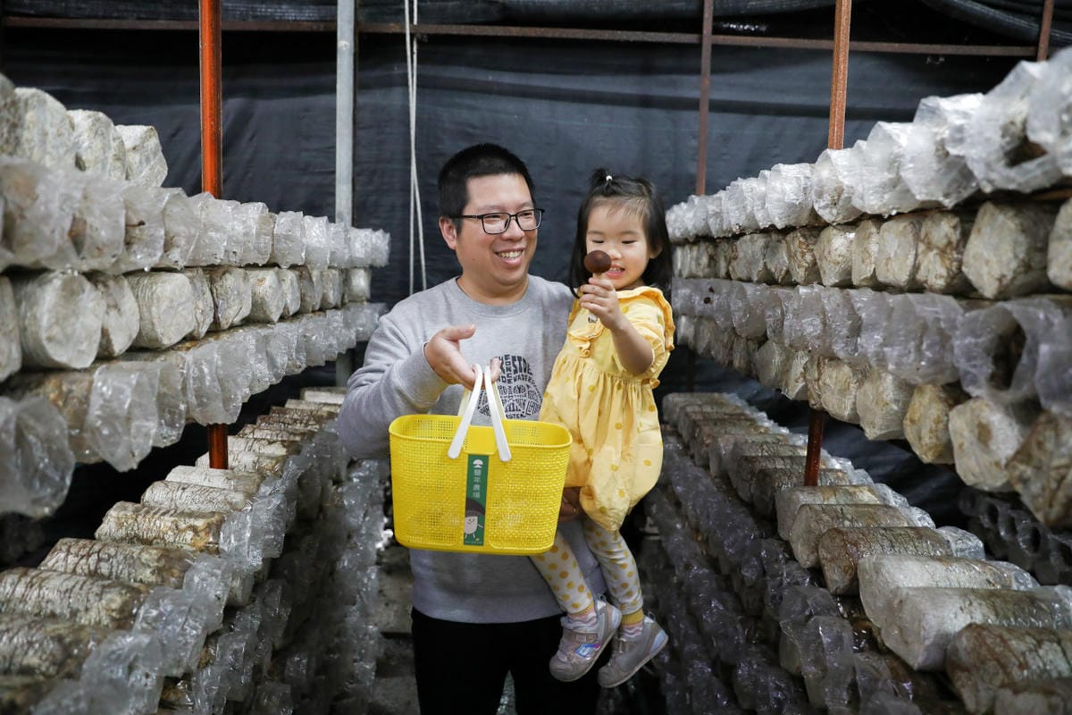 南投親子景點推薦! 豐年靈芝菇類生態農場 埔里親子採菇趣.披薩DIY.公仔彩繪 - 第26張圖 南投親子景點推薦! 豐年靈芝菇類生態農場 埔里親子採菇趣.披薩DIY.公仔彩繪