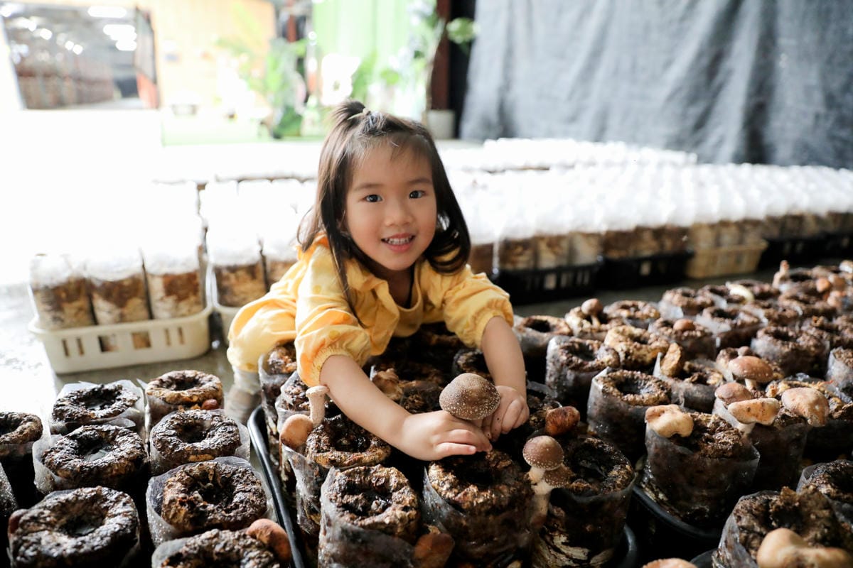 南投親子景點推薦! 豐年靈芝菇類生態農場 埔里親子採菇趣.披薩DIY.公仔彩繪 - 第16張圖 南投親子景點推薦! 豐年靈芝菇類生態農場 埔里親子採菇趣.披薩DIY.公仔彩繪