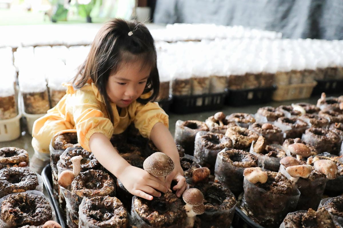 南投親子景點推薦! 豐年靈芝菇類生態農場 埔里親子採菇趣.披薩DIY.公仔彩繪 - 第17張圖 南投親子景點推薦! 豐年靈芝菇類生態農場 埔里親子採菇趣.披薩DIY.公仔彩繪