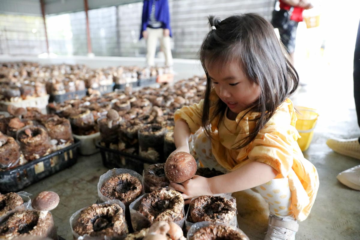 南投親子景點推薦! 豐年靈芝菇類生態農場 埔里親子採菇趣.披薩DIY.公仔彩繪 - 第18張圖 南投親子景點推薦! 豐年靈芝菇類生態農場 埔里親子採菇趣.披薩DIY.公仔彩繪
