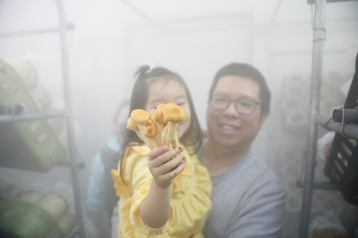 南投親子景點推薦! 豐年靈芝菇類生態農場 埔里親子採菇趣.披薩DIY.公仔彩繪 - 第37張圖 南投親子景點推薦! 豐年靈芝菇類生態農場 埔里親子採菇趣.披薩DIY.公仔彩繪