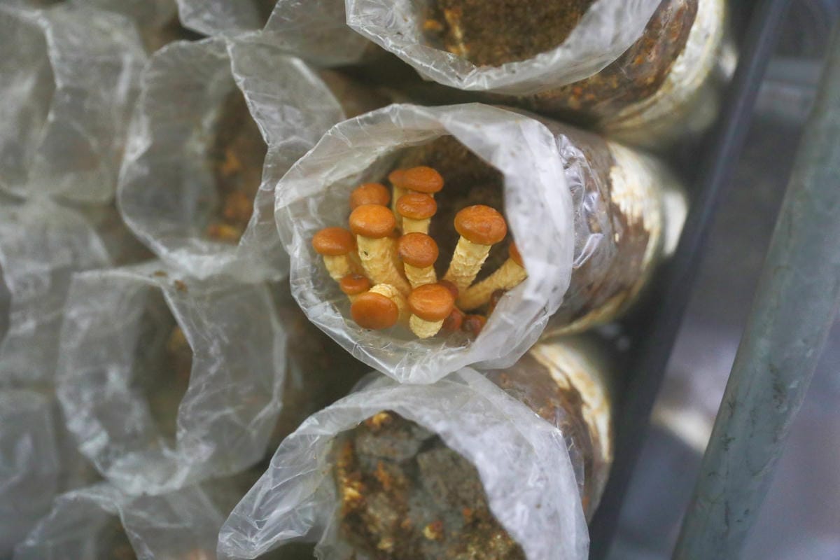 南投親子景點推薦! 豐年靈芝菇類生態農場 埔里親子採菇趣.披薩DIY.公仔彩繪 - 第38張圖 南投親子景點推薦! 豐年靈芝菇類生態農場 埔里親子採菇趣.披薩DIY.公仔彩繪