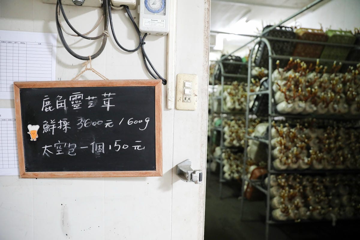 南投親子景點推薦! 豐年靈芝菇類生態農場 埔里親子採菇趣.披薩DIY.公仔彩繪 - 第39張圖 南投親子景點推薦! 豐年靈芝菇類生態農場 埔里親子採菇趣.披薩DIY.公仔彩繪