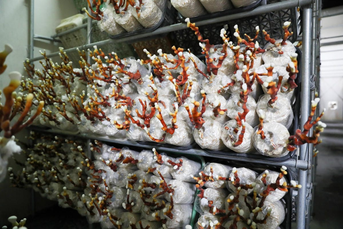 南投親子景點推薦! 豐年靈芝菇類生態農場 埔里親子採菇趣.披薩DIY.公仔彩繪 - 第40張圖 南投親子景點推薦! 豐年靈芝菇類生態農場 埔里親子採菇趣.披薩DIY.公仔彩繪