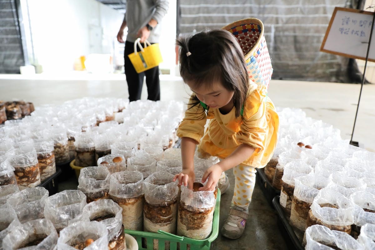 南投親子景點推薦! 豐年靈芝菇類生態農場 埔里親子採菇趣.披薩DIY.公仔彩繪 - 第19張圖 南投親子景點推薦! 豐年靈芝菇類生態農場 埔里親子採菇趣.披薩DIY.公仔彩繪