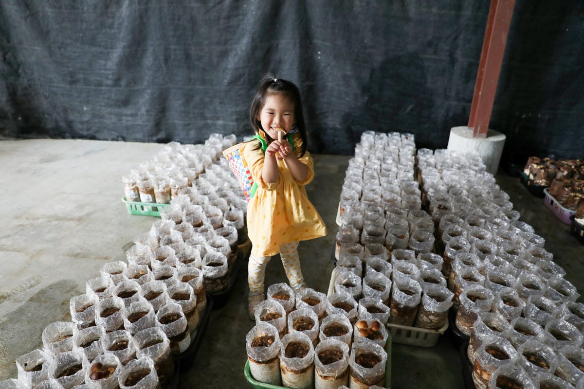 南投親子景點推薦! 豐年靈芝菇類生態農場 埔里親子採菇趣.披薩DIY.公仔彩繪 - 第22張圖 南投親子景點推薦! 豐年靈芝菇類生態農場 埔里親子採菇趣.披薩DIY.公仔彩繪