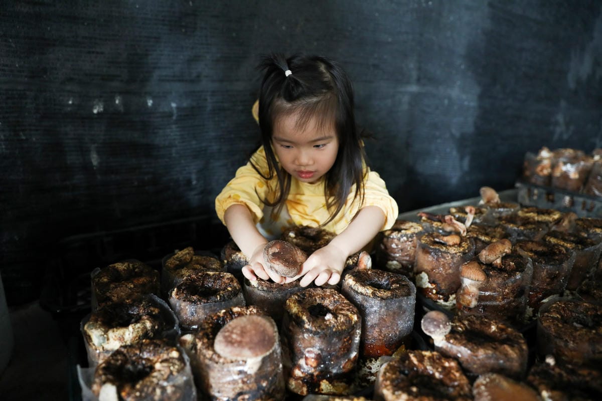 南投親子景點推薦! 豐年靈芝菇類生態農場 埔里親子採菇趣.披薩DIY.公仔彩繪 - 第20張圖 南投親子景點推薦! 豐年靈芝菇類生態農場 埔里親子採菇趣.披薩DIY.公仔彩繪
