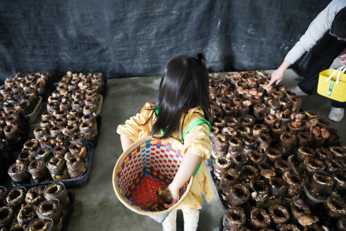 南投親子景點推薦! 豐年靈芝菇類生態農場 埔里親子採菇趣.披薩DIY.公仔彩繪 - 第21張圖 南投親子景點推薦! 豐年靈芝菇類生態農場 埔里親子採菇趣.披薩DIY.公仔彩繪