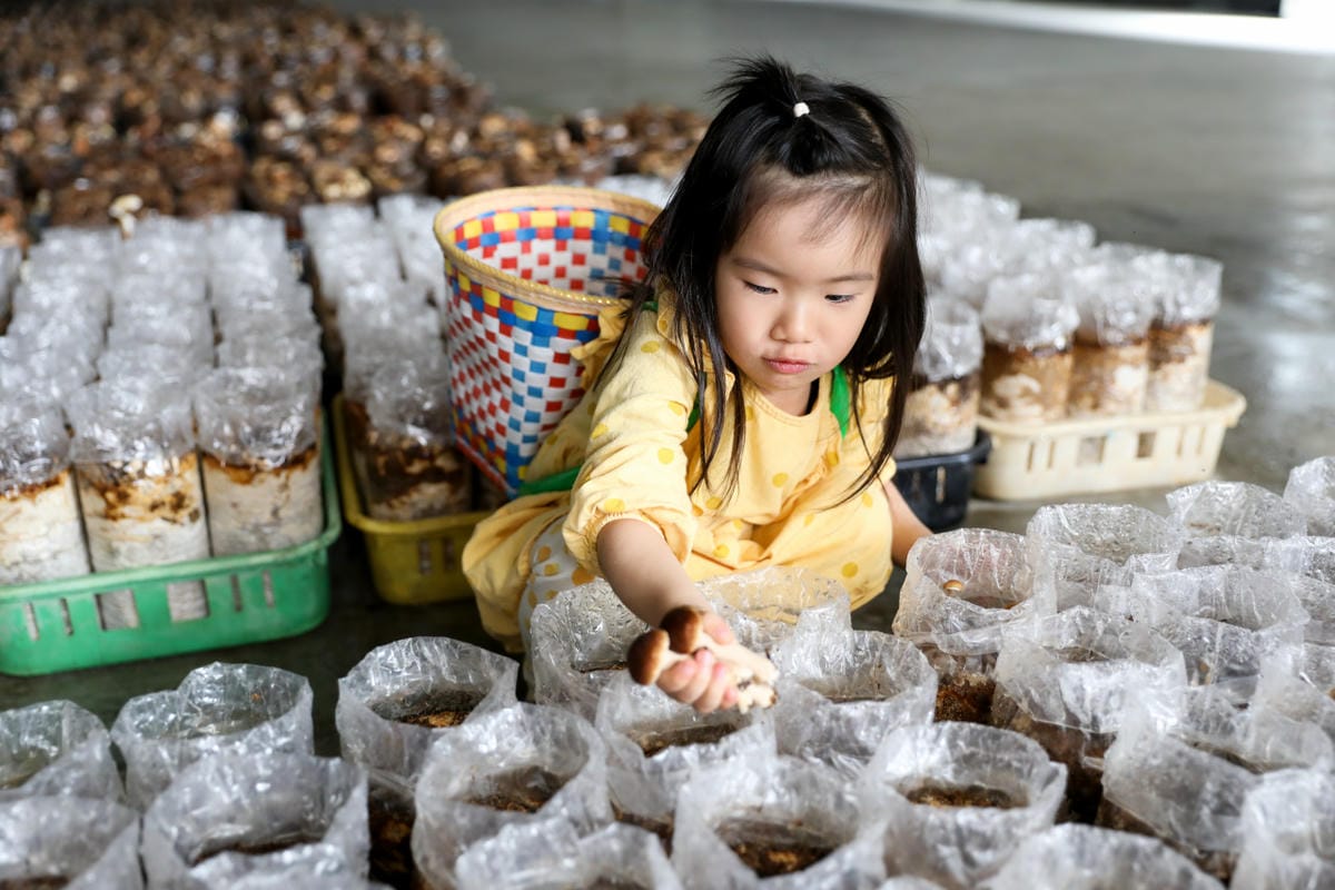 南投親子景點推薦! 豐年靈芝菇類生態農場 埔里親子採菇趣.披薩DIY.公仔彩繪 - 第23張圖 南投親子景點推薦! 豐年靈芝菇類生態農場 埔里親子採菇趣.披薩DIY.公仔彩繪
