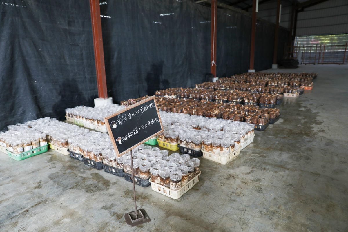 南投親子景點推薦! 豐年靈芝菇類生態農場 埔里親子採菇趣.披薩DIY.公仔彩繪 - 第15張圖 南投親子景點推薦! 豐年靈芝菇類生態農場 埔里親子採菇趣.披薩DIY.公仔彩繪