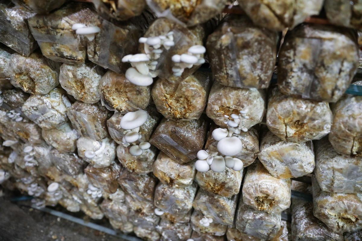 南投親子景點推薦! 豐年靈芝菇類生態農場 埔里親子採菇趣.披薩DIY.公仔彩繪 - 第28張圖 南投親子景點推薦! 豐年靈芝菇類生態農場 埔里親子採菇趣.披薩DIY.公仔彩繪