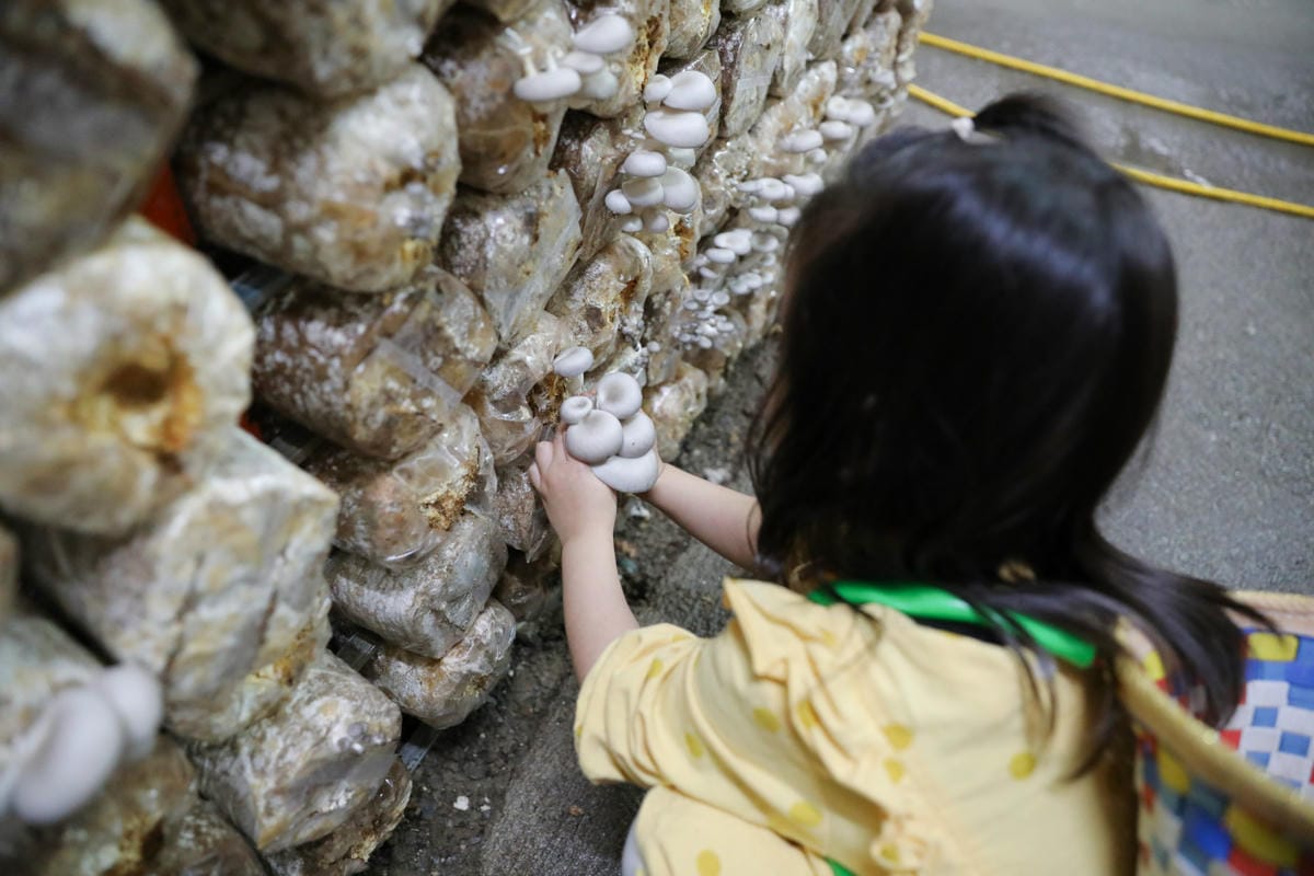南投親子景點推薦! 豐年靈芝菇類生態農場 埔里親子採菇趣.披薩DIY.公仔彩繪 - 第30張圖 南投親子景點推薦! 豐年靈芝菇類生態農場 埔里親子採菇趣.披薩DIY.公仔彩繪