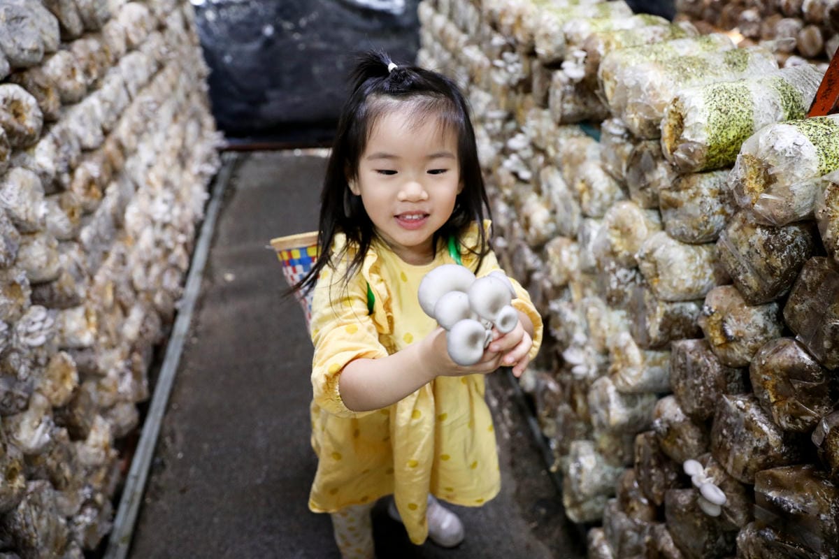 南投親子景點推薦! 豐年靈芝菇類生態農場 埔里親子採菇趣.披薩DIY.公仔彩繪 - 第31張圖 南投親子景點推薦! 豐年靈芝菇類生態農場 埔里親子採菇趣.披薩DIY.公仔彩繪