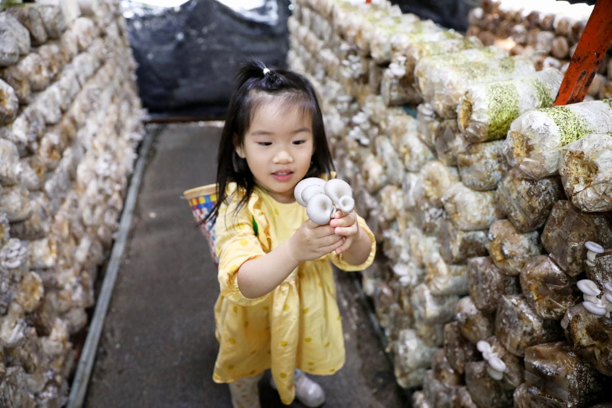 南投親子景點推薦! 豐年靈芝菇類生態農場 埔里親子採菇趣.披薩DIY.公仔彩繪 - 第32張圖 南投親子景點推薦! 豐年靈芝菇類生態農場 埔里親子採菇趣.披薩DIY.公仔彩繪