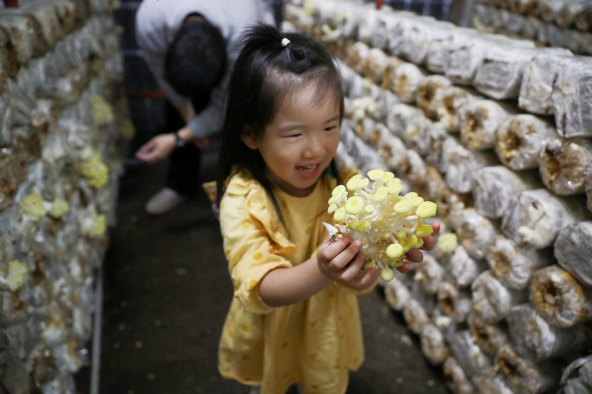 南投親子景點推薦! 豐年靈芝菇類生態農場 埔里親子採菇趣.披薩DIY.公仔彩繪 - 第43張圖 南投親子景點推薦! 豐年靈芝菇類生態農場 埔里親子採菇趣.披薩DIY.公仔彩繪