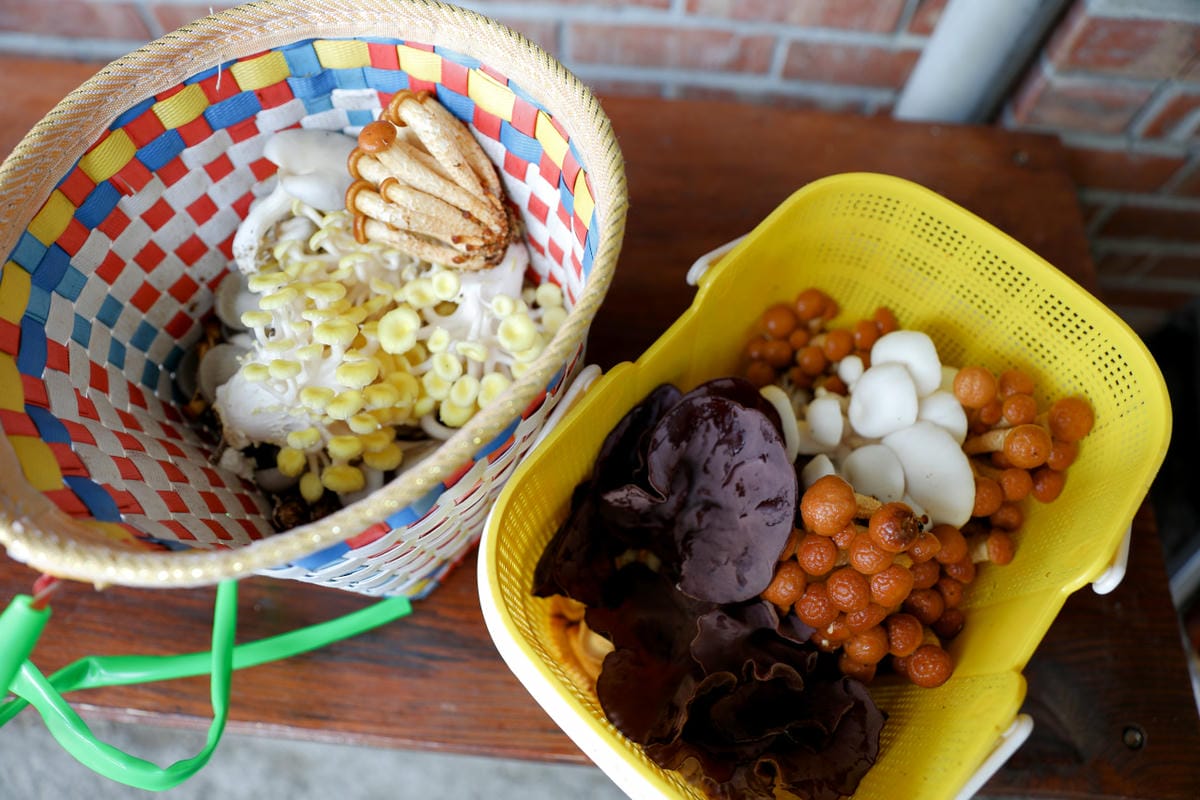 南投親子景點推薦! 豐年靈芝菇類生態農場 埔里親子採菇趣.披薩DIY.公仔彩繪 - 第46張圖 南投親子景點推薦! 豐年靈芝菇類生態農場 埔里親子採菇趣.披薩DIY.公仔彩繪