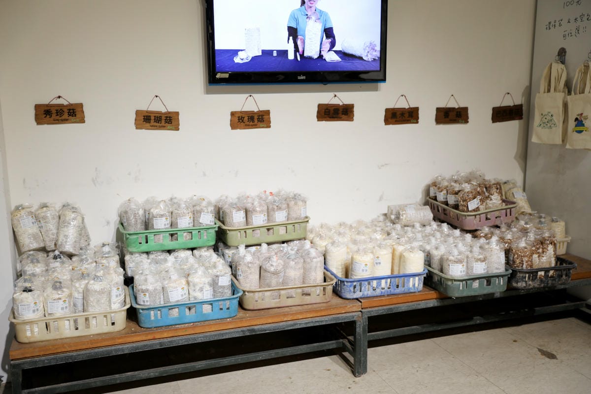 南投親子景點推薦! 豐年靈芝菇類生態農場 埔里親子採菇趣.披薩DIY.公仔彩繪 - 第54張圖 南投親子景點推薦! 豐年靈芝菇類生態農場 埔里親子採菇趣.披薩DIY.公仔彩繪