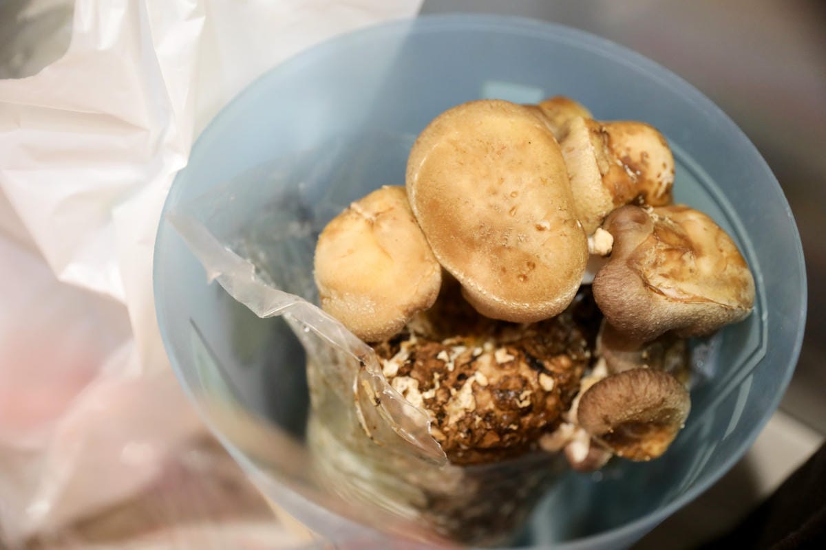 南投親子景點推薦! 豐年靈芝菇類生態農場 埔里親子採菇趣.披薩DIY.公仔彩繪 - 第56張圖 南投親子景點推薦! 豐年靈芝菇類生態農場 埔里親子採菇趣.披薩DIY.公仔彩繪