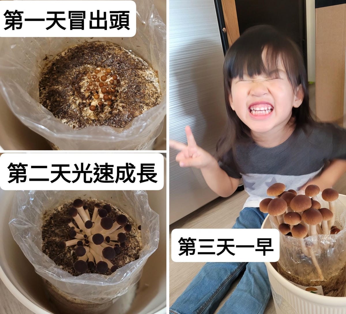 南投親子景點推薦! 豐年靈芝菇類生態農場 埔里親子採菇趣.披薩DIY.公仔彩繪 - 第55張圖 南投親子景點推薦! 豐年靈芝菇類生態農場 埔里親子採菇趣.披薩DIY.公仔彩繪