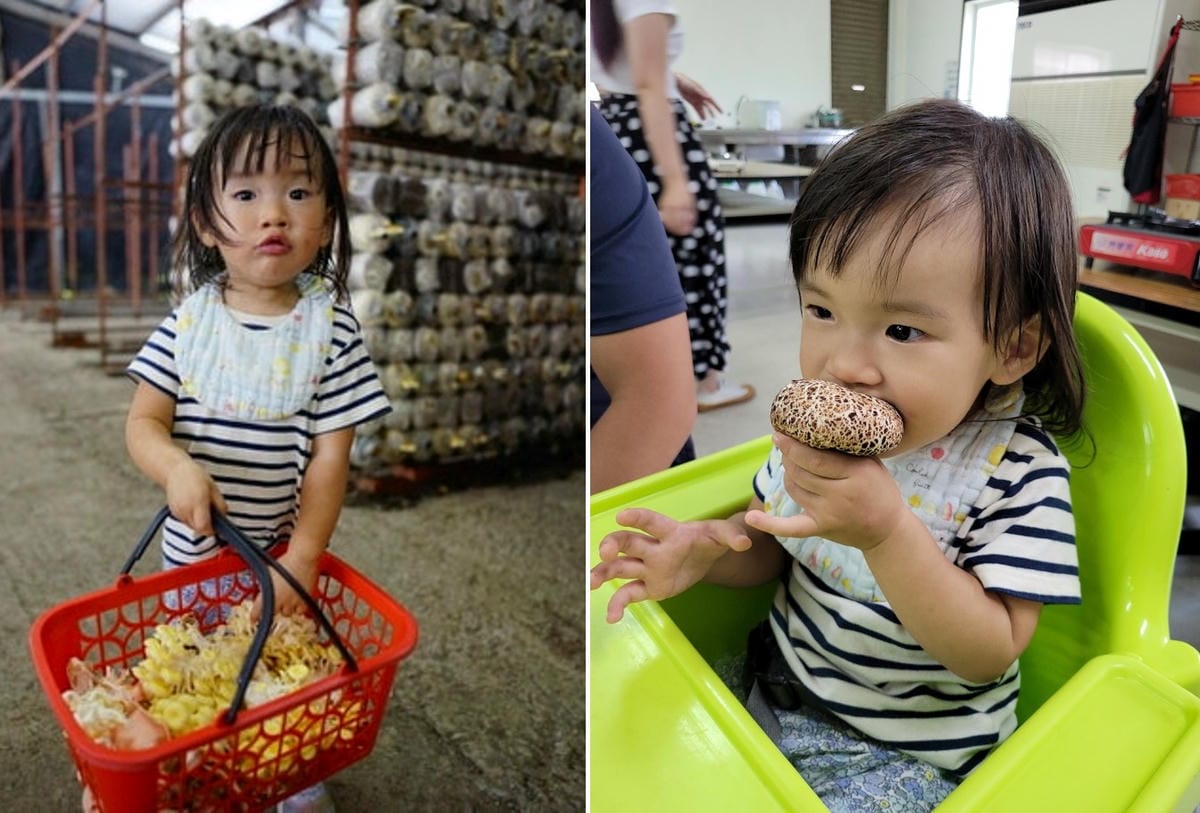 南投親子景點推薦! 豐年靈芝菇類生態農場 埔里親子採菇趣.披薩DIY.公仔彩繪 - 第10張圖 南投親子景點推薦! 豐年靈芝菇類生態農場 埔里親子採菇趣.披薩DIY.公仔彩繪