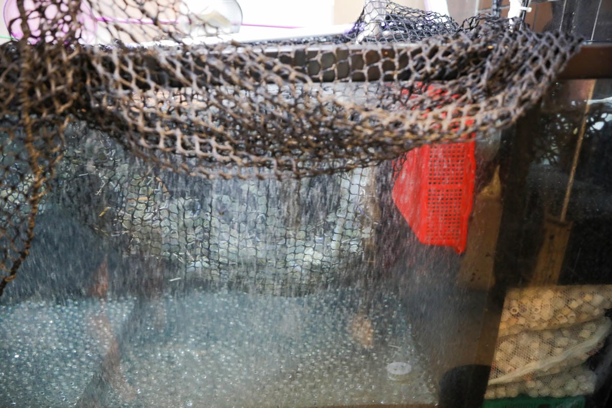 蝦趴活蝦小酒館 台北大安區高質感泰國蝦創意料理餐酒館推薦! 原來泰國蝦可以有這麼多美味吃法,美式.日式.法式通通有~