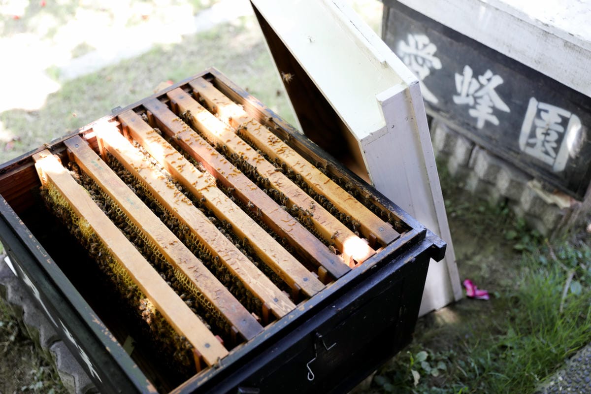 新竹親子旅遊景點推薦! 愛蜂園 蜜蜂生態導覽,小蜂農體驗親手採蜂蜜 新竹伴手禮蜂蜜.蜂蜜氣泡水.蜂蜜啤酒 - 第15張圖 新竹親子旅遊景點推薦! 愛蜂園 蜜蜂生態導覽,小蜂農體驗親手採蜂蜜 新竹伴手禮蜂蜜.蜂蜜氣泡水.蜂蜜啤酒
