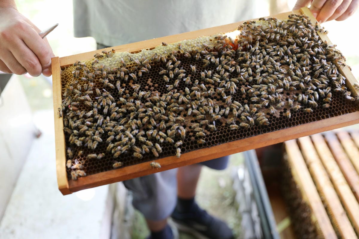 新竹親子旅遊景點推薦! 愛蜂園 蜜蜂生態導覽,小蜂農體驗親手採蜂蜜 新竹伴手禮蜂蜜.蜂蜜氣泡水.蜂蜜啤酒 - 第16張圖 新竹親子旅遊景點推薦! 愛蜂園 蜜蜂生態導覽,小蜂農體驗親手採蜂蜜 新竹伴手禮蜂蜜.蜂蜜氣泡水.蜂蜜啤酒