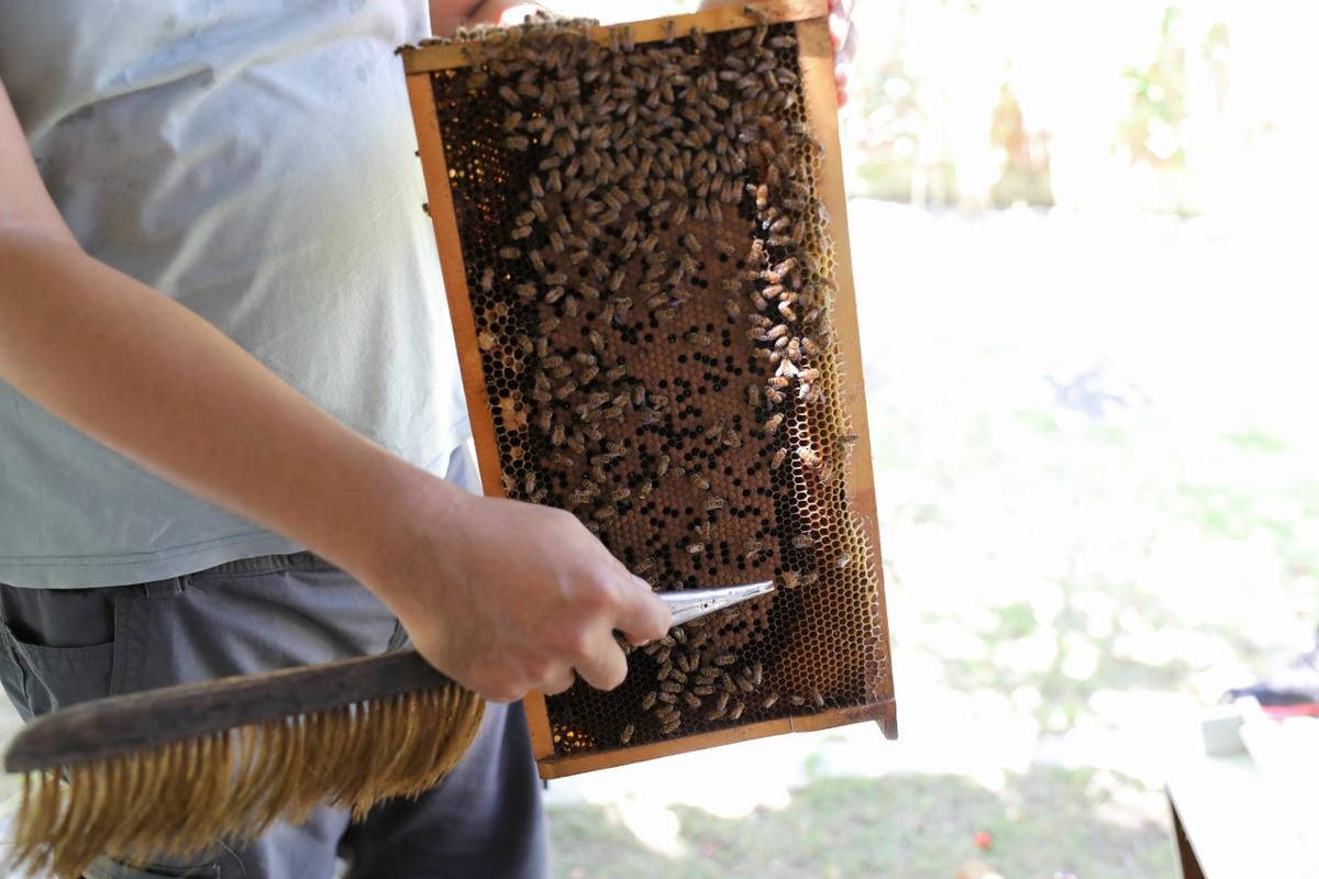 新竹親子旅遊景點推薦! 愛蜂園 蜜蜂生態導覽,小蜂農體驗親手採蜂蜜 新竹伴手禮蜂蜜.蜂蜜氣泡水.蜂蜜啤酒 - 第19張圖 新竹親子旅遊景點推薦! 愛蜂園 蜜蜂生態導覽,小蜂農體驗親手採蜂蜜 新竹伴手禮蜂蜜.蜂蜜氣泡水.蜂蜜啤酒