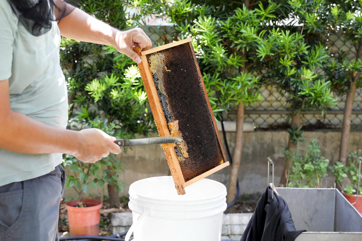 新竹親子旅遊景點推薦! 愛蜂園 蜜蜂生態導覽,小蜂農體驗親手採蜂蜜 新竹伴手禮蜂蜜.蜂蜜氣泡水.蜂蜜啤酒 - 第24張圖 新竹親子旅遊景點推薦! 愛蜂園 蜜蜂生態導覽,小蜂農體驗親手採蜂蜜 新竹伴手禮蜂蜜.蜂蜜氣泡水.蜂蜜啤酒