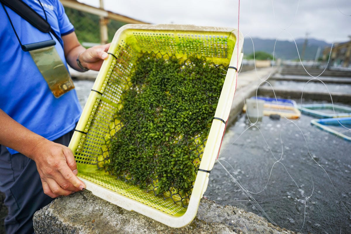 2024東北角漁村旅遊推薦! 南雅社區保家索DIY.鮮物本舖九孔生態導覽.龍門社區導覽牽罟飯體驗.卯澳社區石花凍DIY